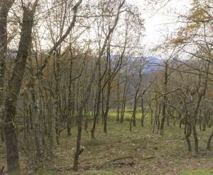 Robledal de Igena