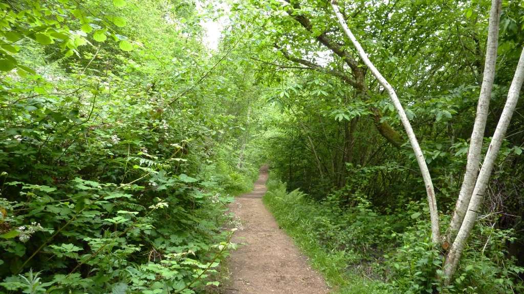 Los bosques encantados
